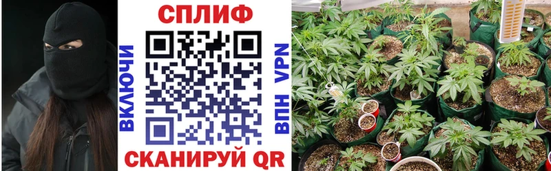 Бошки марихуана сатива Куртамыш